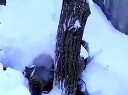 小猫熊在雪中嬉戏(墙外转载)迅雷下载