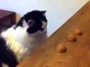 Shell game gambling and winning Cat