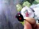 小小鸟迅雷下载