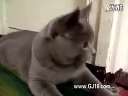 尼大爷的,天气热的,猫咪都变成小狗狗了迅雷下载