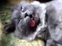 史上睡的最死的猫迅雷下载