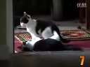 ʮɰèCutestCatMoments.mp4