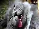 (时光搞笑)2011最搞笑猫咪集锦!经典全收录,没看全的抓紧!迅雷下载